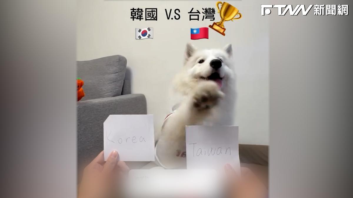 影／神犬萊芙預言中華隊預賽比數「四場全命中」　網友跪喊：根本《間諜家家酒》彭德現實版